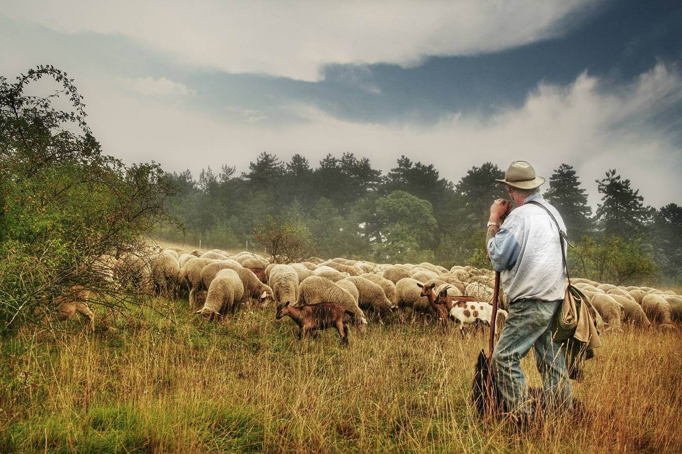 Der gute Hirte (Psalm 23)